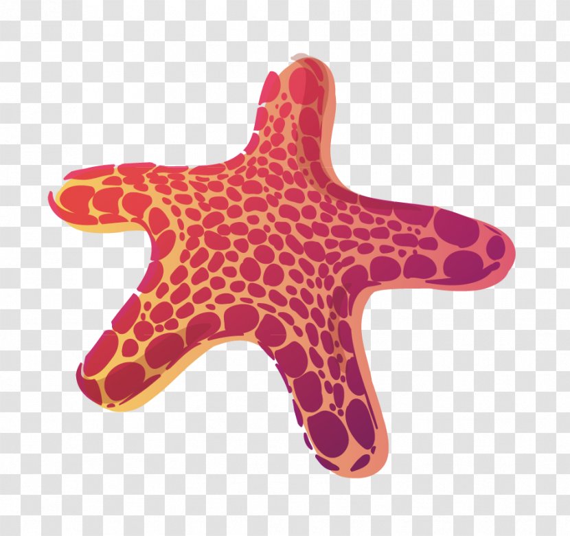 Starfish - Organism - Vector Transparent PNG