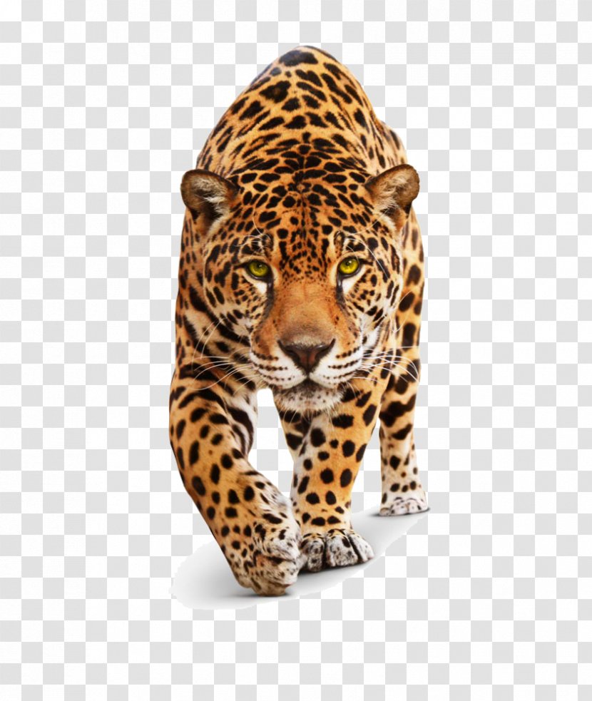 Jaguar Leopard Cheetah Black Panther Tiger - Mammal Transparent PNG