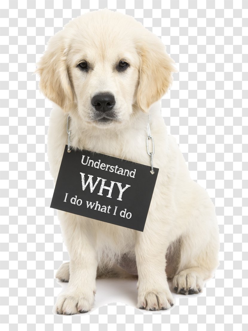 Golden Retriever Puppy Dog Breed Companion Humane Society - Sporting Group Transparent PNG