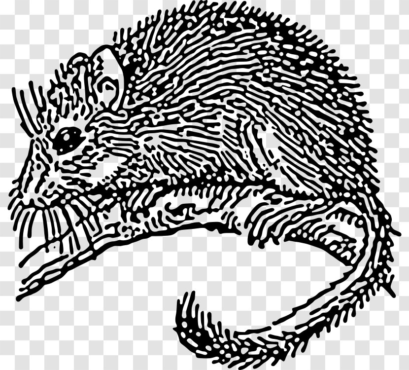 Dormouse Rodent Drawing Clip Art - Mouse Transparent PNG