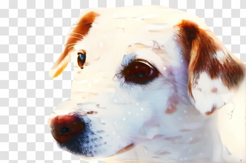 Dog And Cat - Television - Ear Russell Terrier Transparent PNG