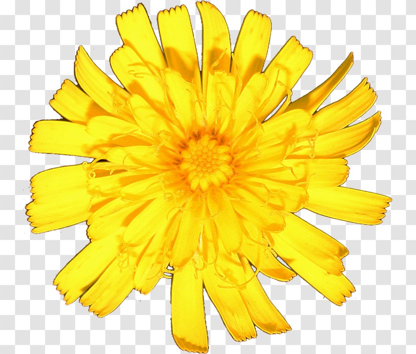 Chrysanthemum Cut Flowers Marigolds Sunflower M Petal - Calendula Transparent PNG