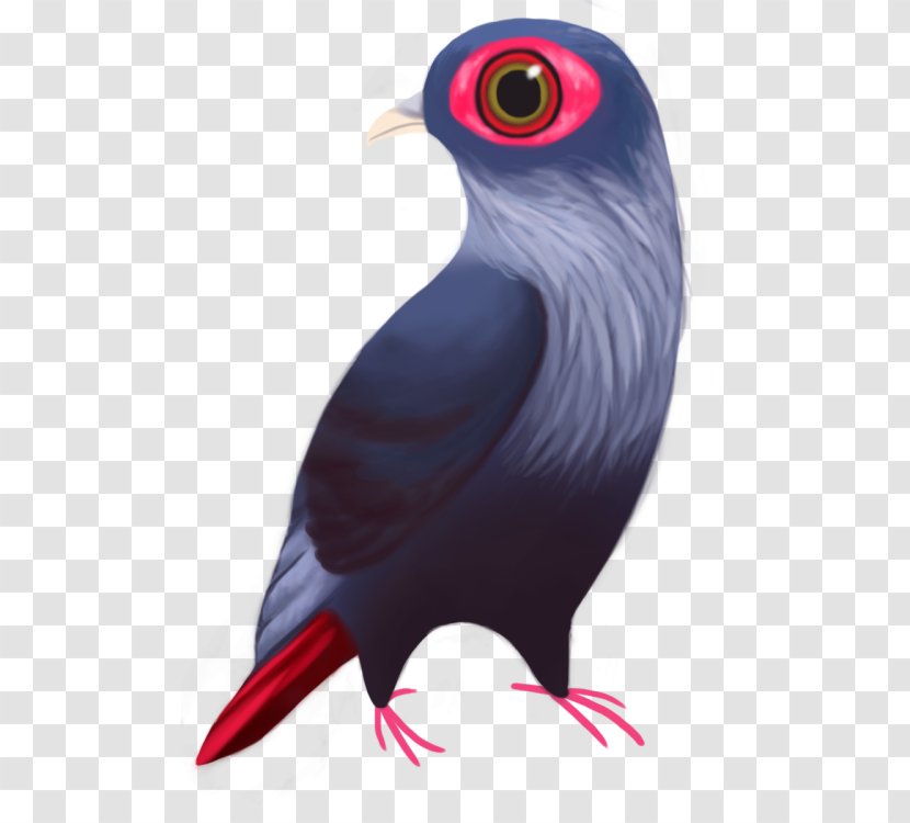 Beak Feather - Bird Transparent PNG