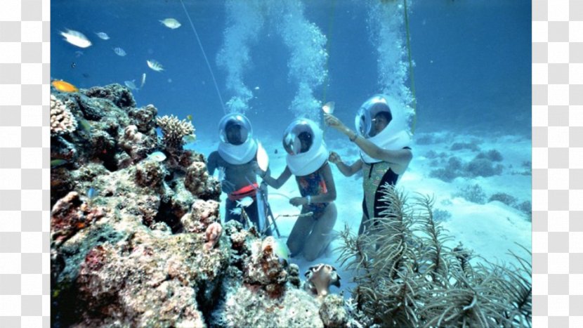 Sea Walker Tour, Sanur - Water - Bali UnderwaterKopi Luwak Transparent PNG