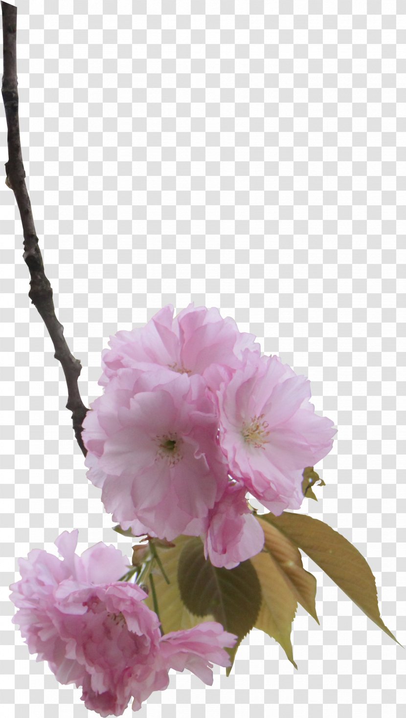 Pink Cherry Blossom Floral Design - Designer - Growth In The Branches Of Blossoms Transparent PNG