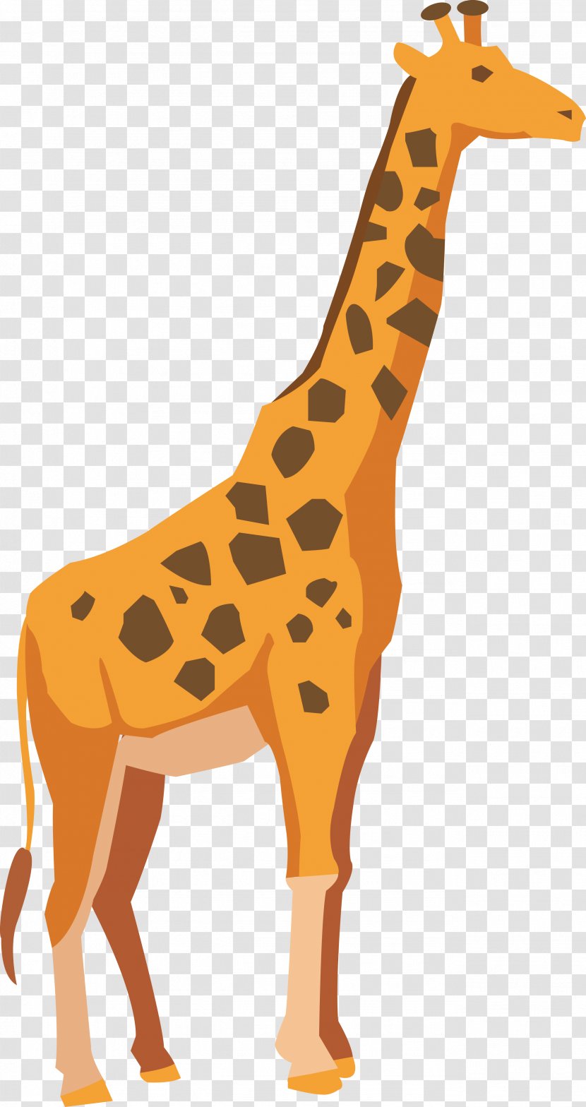Giraffe Adobe Illustrator Drawing - Terrestrial Animal - Vector Cartoon Transparent PNG