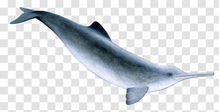 Common Bottlenose Dolphin La Plata River White-beaked Short-beaked - Striped Transparent PNG