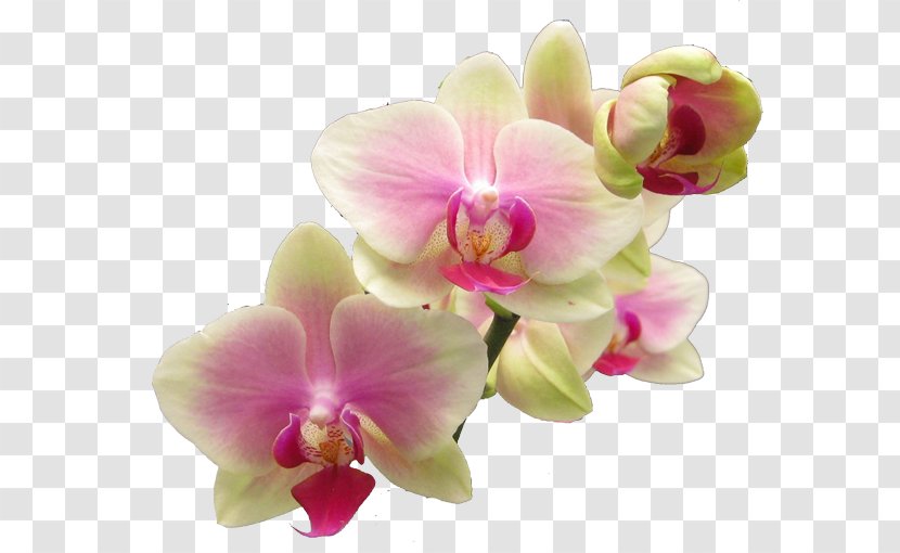 Popular Orchids Flower Easter Lily Clip Art - Cattleya - Plumeria Transparent PNG