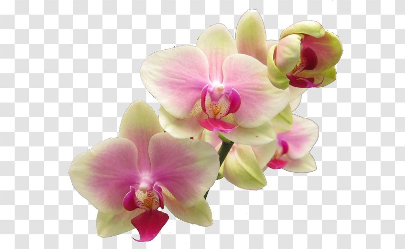 popular orchids flower easter lily clip art cattleya plumeria transparent png popular orchids flower easter lily clip