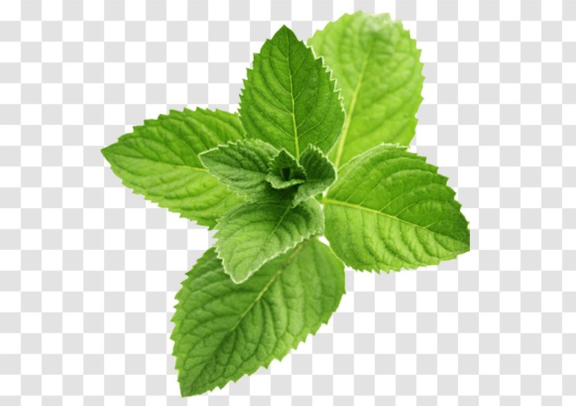 Mint Julep Peppermint Menthol Oil Flavor - Aroma Compound Transparent PNG