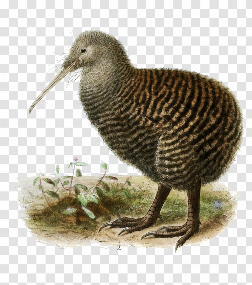 New Zealand Bird Great Spotted Kiwi North Island Brown Little Transparent PNG