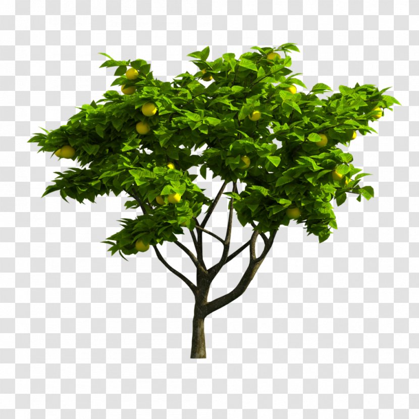 Branch Tree Image Adobe Photoshop - Plant Stem - Realtree Vector Transparent PNG