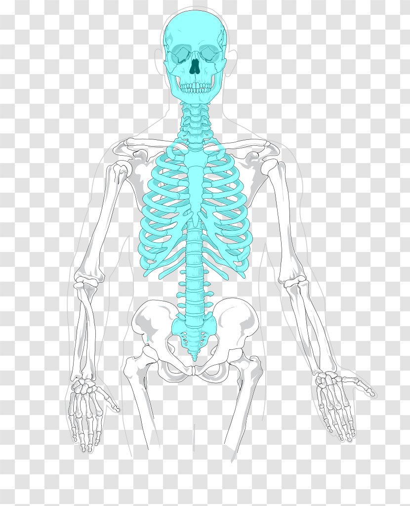 Axial Skeleton Human Appendicular Rib Cage - Heart Transparent PNG