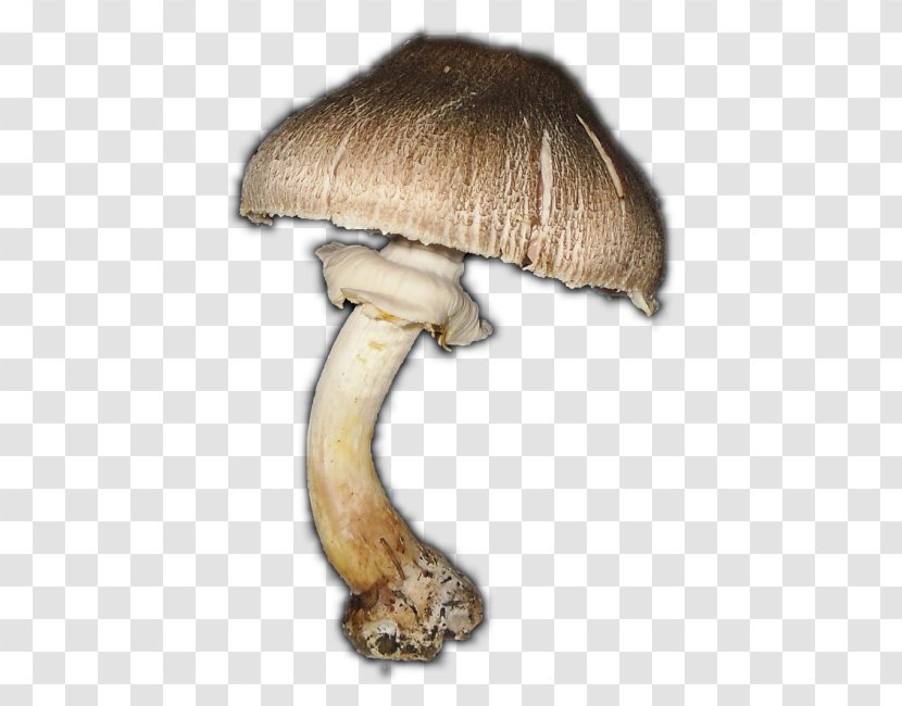 Pleurotus Eryngii Fur Agaricaceae - Mushroom Transparent PNG
