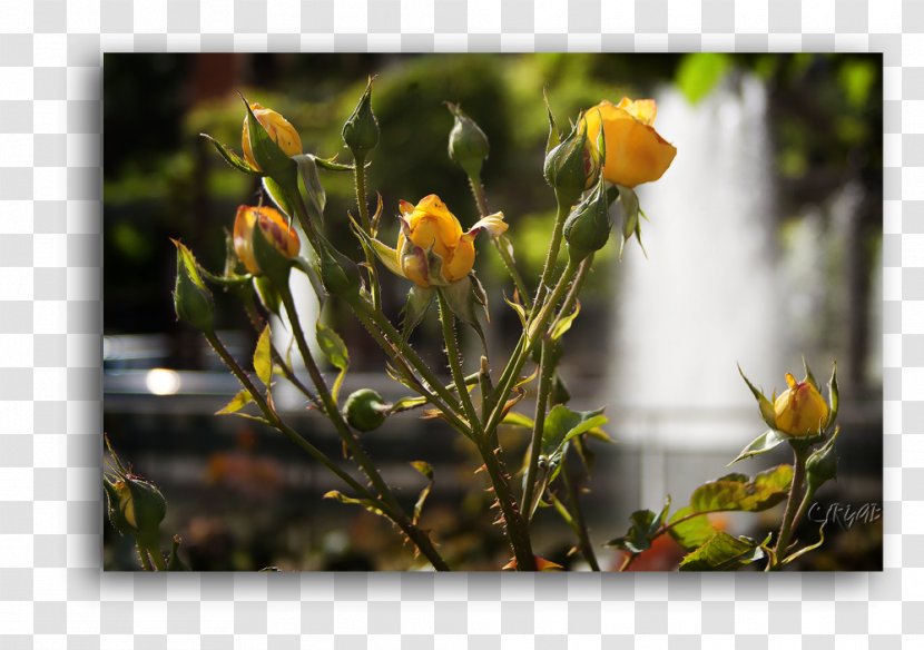 Rose Family - Flower Transparent PNG