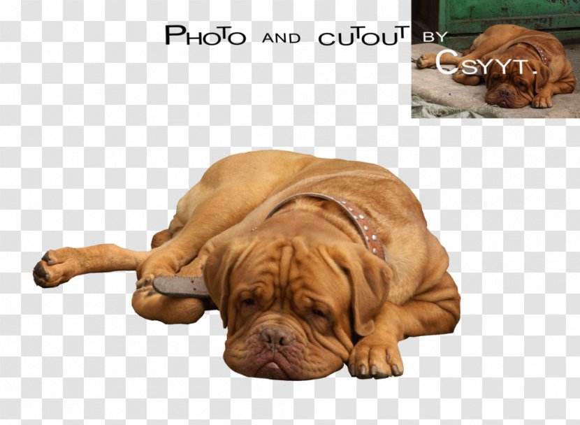Dogue De Bordeaux Dog Breed Tosa Bullmastiff Great Dane - Puppy Transparent PNG