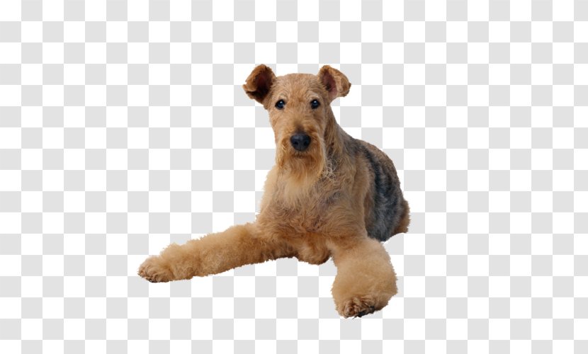 Airedale Terrier Cat Pet Sitting Dog Toys - Puppy Transparent PNG