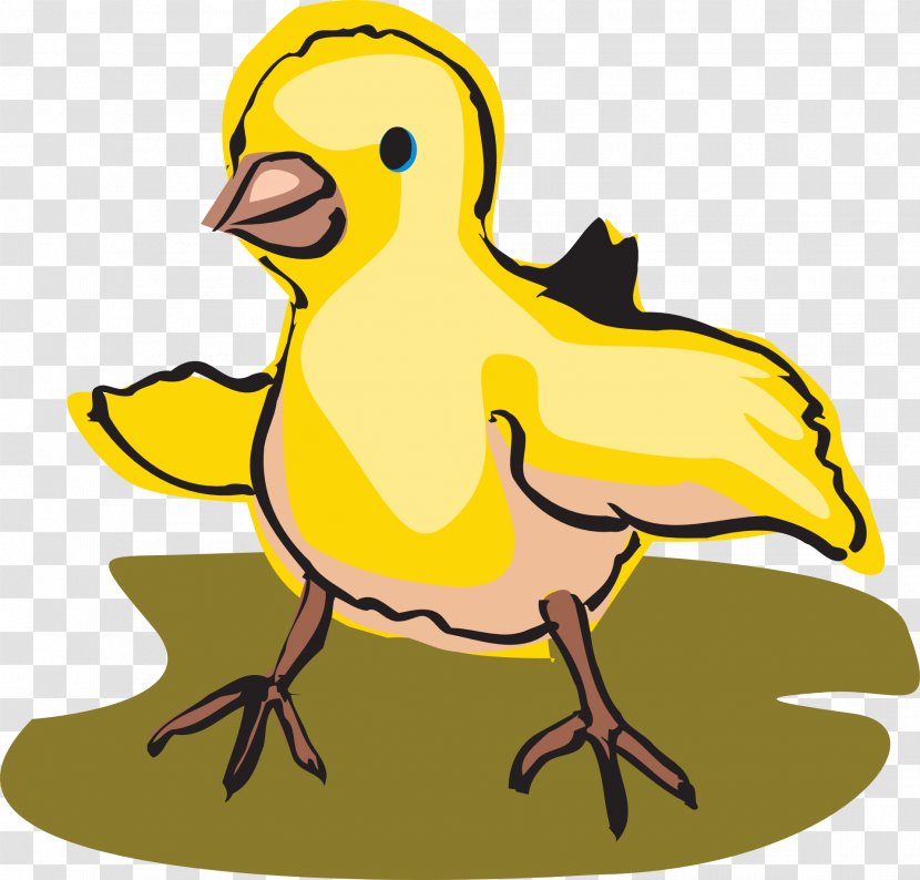 Chicken Drawing Clip Art - Water Bird Transparent PNG