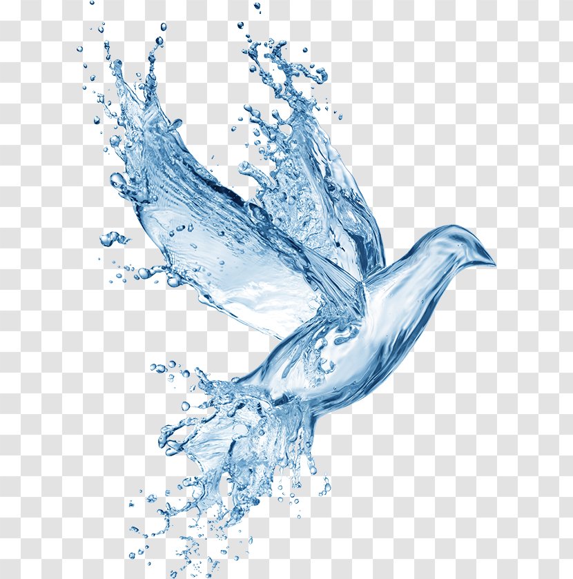 Holy Spirit In Christianity Baptism Water - Bird Transparent PNG