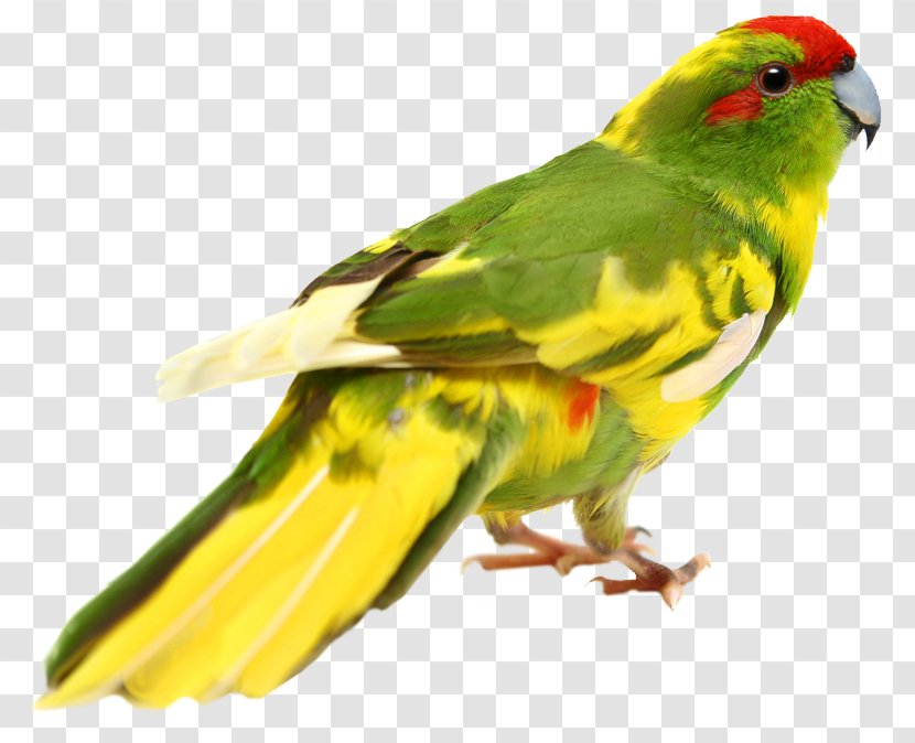 Budgerigar Lovebird Cockatiel Loriini - Bird Transparent PNG