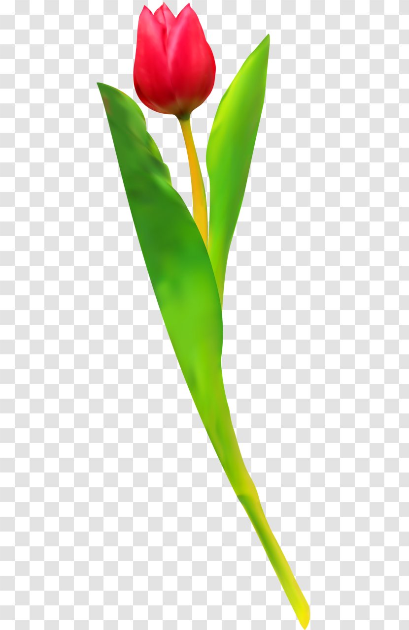 Tulip Cut Flowers Plant Stem Leaf Petal - Arum Lilies Transparent PNG