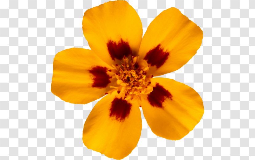 Mistaken Adversary Flower Yellow - Email Transparent PNG