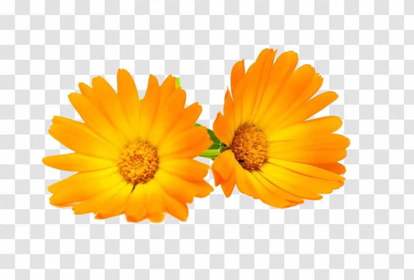 Calendula Officinalis Flower Chrysanthemum Marigold - Flowers HD Pictures Transparent PNG