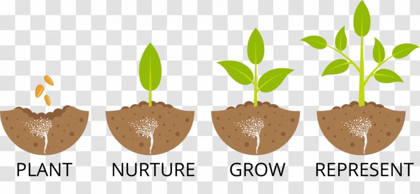 Seedling Sowing Tree Planting - Organism - Plant Transparent PNG