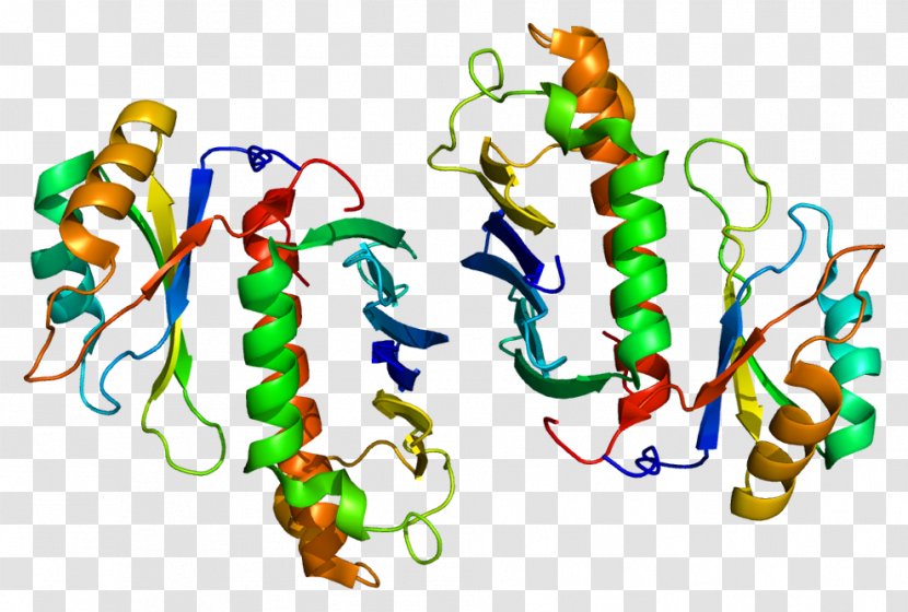 RBM8A Gene MAGOH RNA-binding Protein - Exon Junction Complex - Rnabinding Transparent PNG