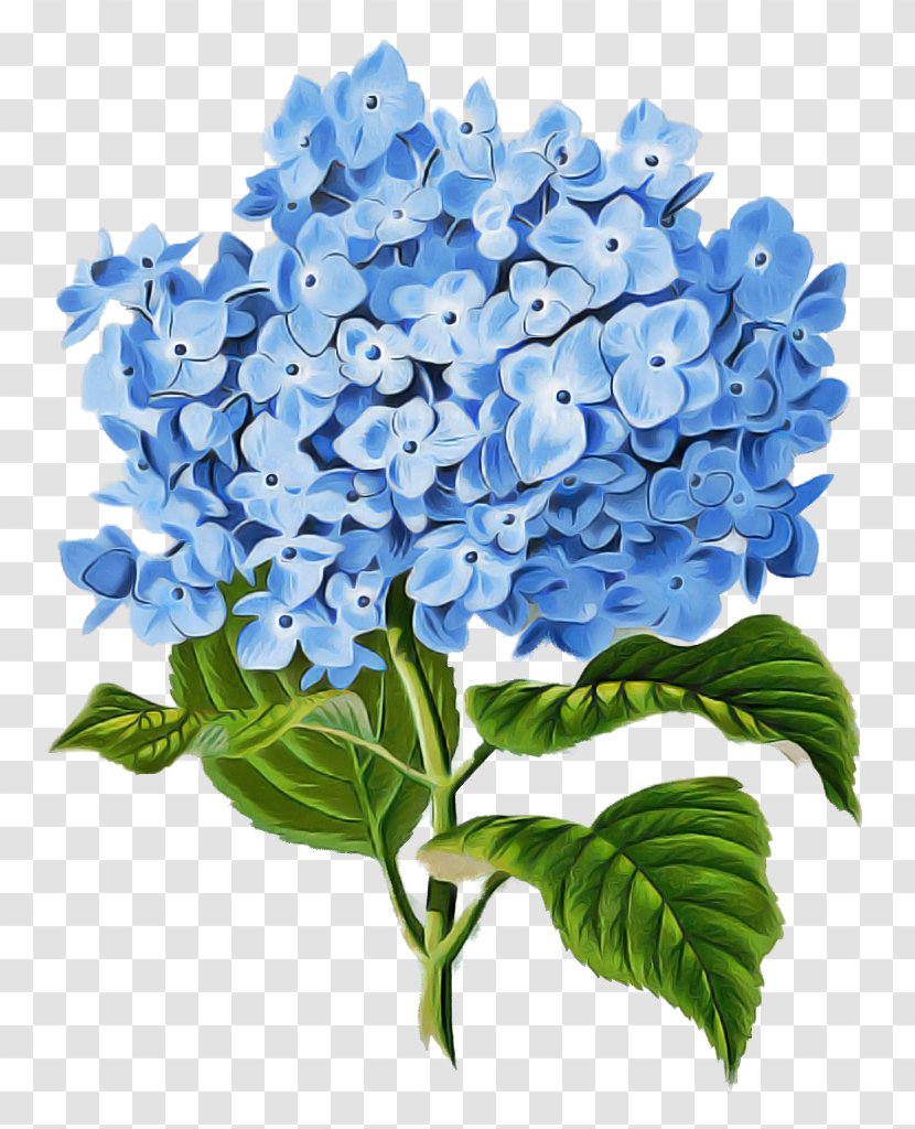 Flower Blue Hydrangea Plant Hydrangeaceae - Cut Flowers - Cornales Transparent PNG