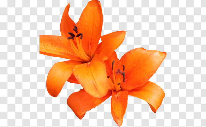 Orange Lily Tiger Day-lily Flower Clip Art - Petal Transparent PNG