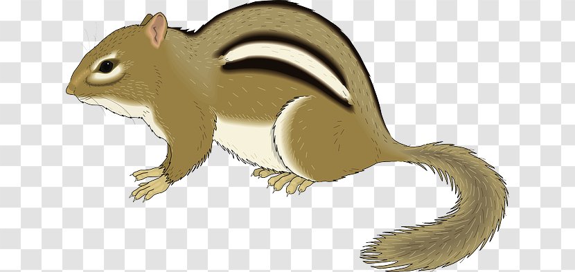 Squirrel Rodent Least Chipmunk Clip Art - Tail - Asian Pear Transparent PNG