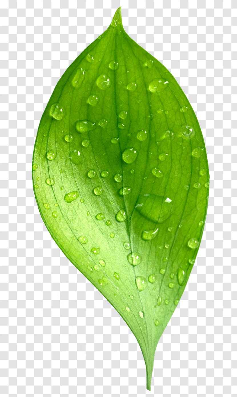 Leaf Dew Natural Environment Drop Transparent PNG