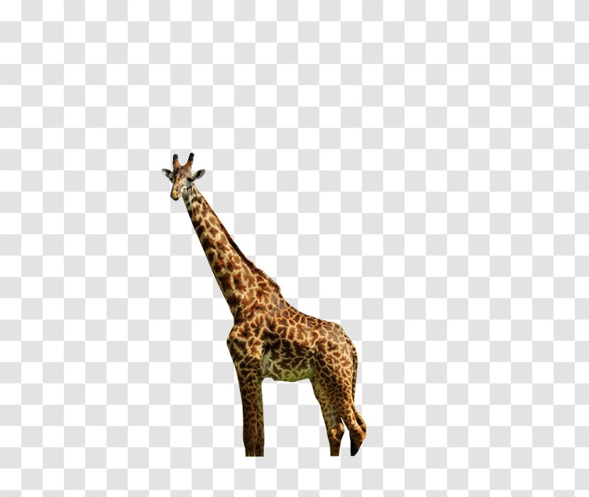 Northern Giraffe Animal Nature - Mammal Transparent PNG