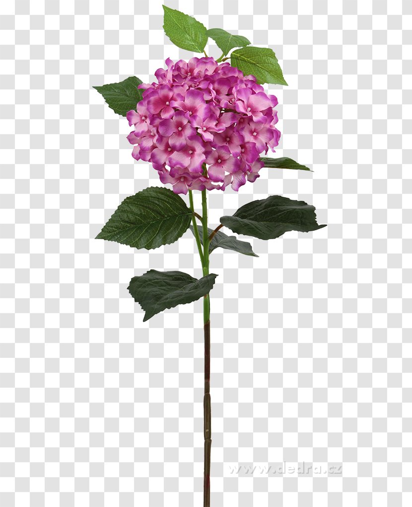 Hydrangea Cut Flowers Vaše Dedra Plant Stem - Flower Transparent PNG