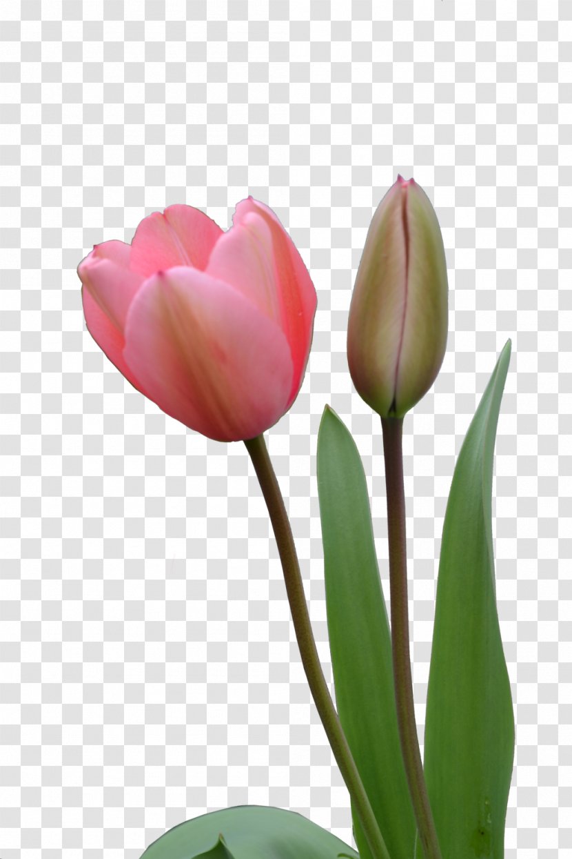 Indira Gandhi Memorial Tulip Garden - Image Transparent PNG