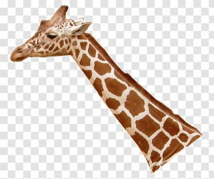 Northern Giraffe Leopard Lion Masai Neck Transparent PNG