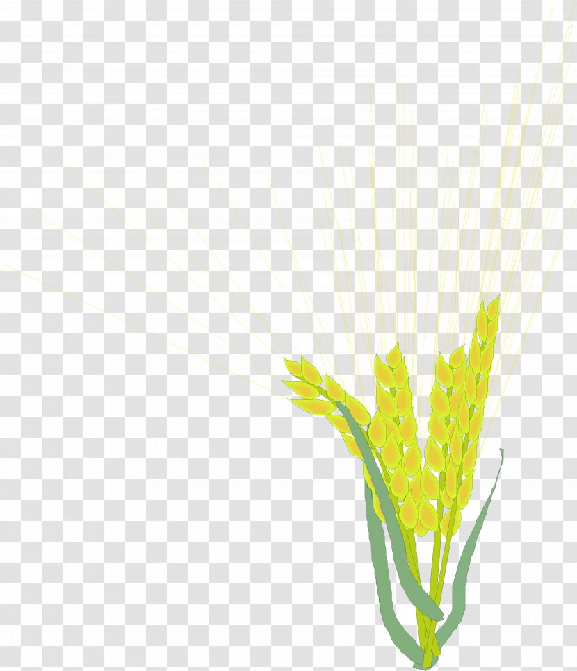 Rice Barley - Leaf - Barley,Rice,paddy,Rice,paddy,food Transparent PNG