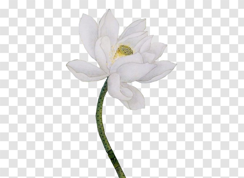 Petal Cut Flowers Google Images - Psd免抠 Transparent PNG