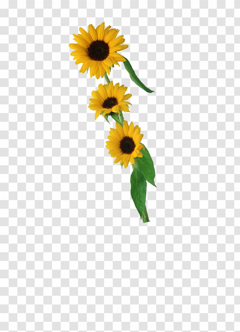 Common Sunflower Petal - Plant Transparent PNG