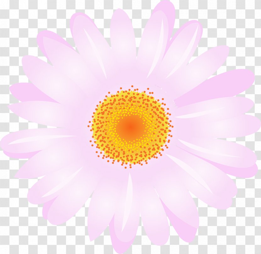 Daisy Family Chrysanthemum Argyranthemum Frutescens Transvaal Flower - Common - Camomile Transparent PNG