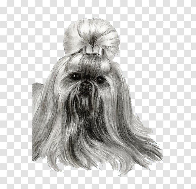 Shih Tzu Affenpinscher Little Lion Dog Chinese Imperial Lhasa Apso - White Transparent PNG