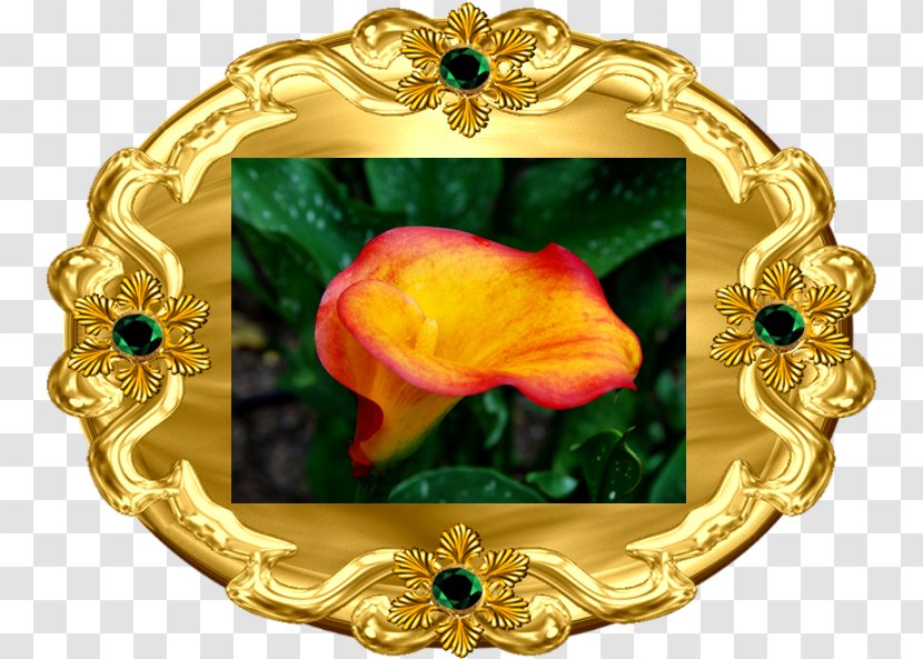 Arum-lily Vascular Plant Blog .net - Rose Order - Calla Transparent PNG