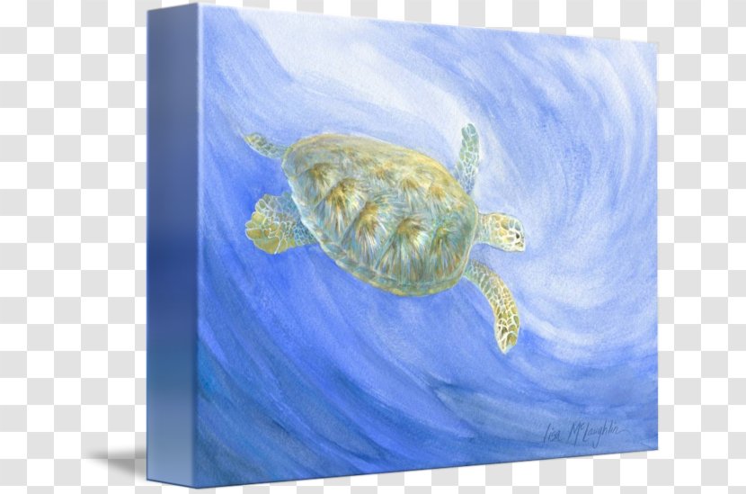 Loggerhead Sea Turtle Marine Biology Mammal - Shower Transparent PNG