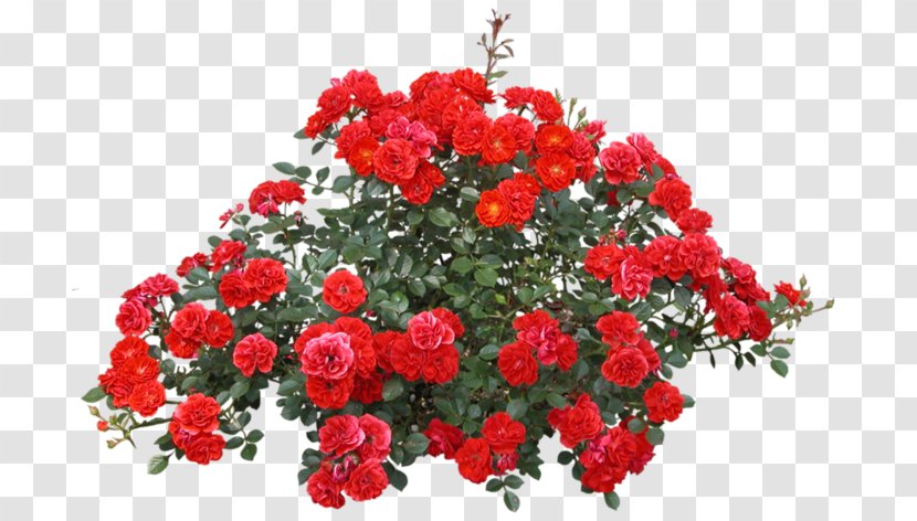 Shrub Rose Flower - Floribunda Transparent PNG