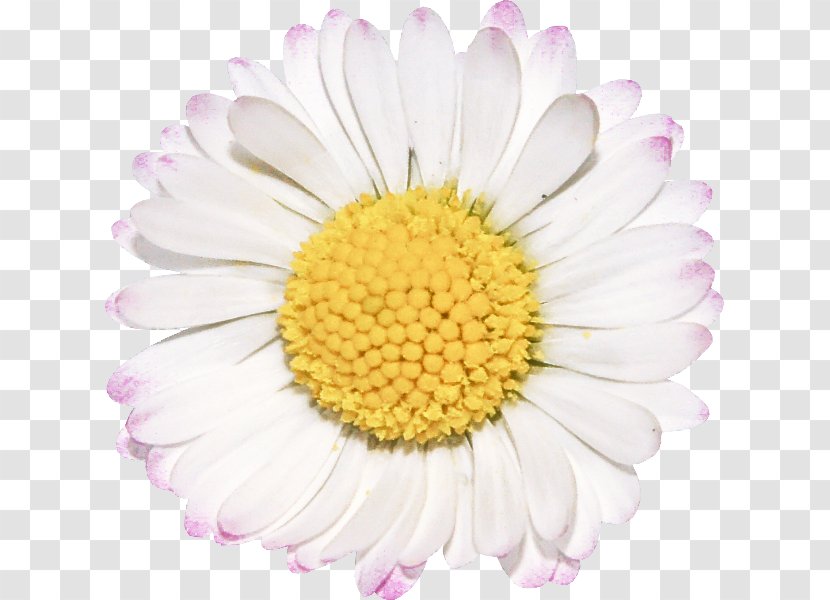 Daisy - Flower - Pink Mayweed Transparent PNG