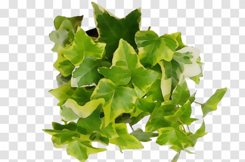 Green Leaf Watercolor - Plane - Vegetable Transparent PNG