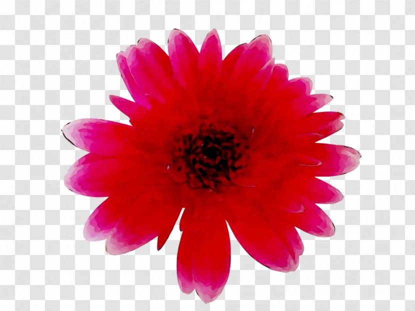 Transvaal Daisy Chrysanthemum Pink M Dahlia Annual Plant - Gerbera Transparent PNG