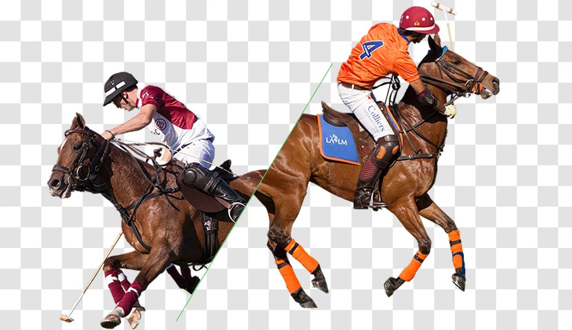 Caballo Polo Argentino Equestrian Sports La Martina - Argentina Sport Transparent PNG