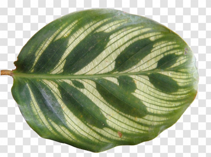 Plant Tropics Leaf - Tropical Leaves Transparent PNG